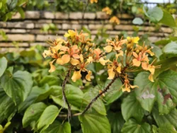 Singapore Botanic Gardens 1816459495