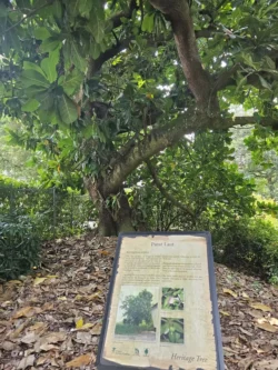 Singapore Botanic Gardens 478443270