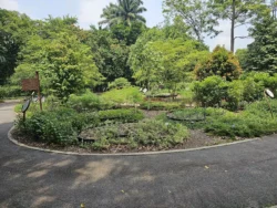 Singapore Botanic Gardens 609247318