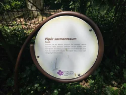 Singapore Botanic Gardens 2973453983