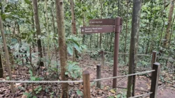 Bukit Timah Nature Reserve 2358988309