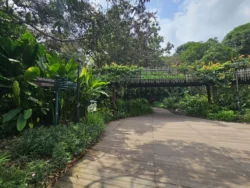 Singapore Botanic Gardens 41122411