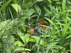 Singapore Botanic Gardens 1523524325