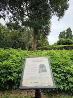 Singapore Botanic Gardens 3452972141