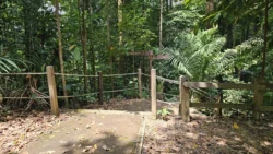 Bukit Timah Nature Reserve 1975641536