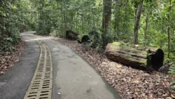 Bukit Timah Nature Reserve 3801473220