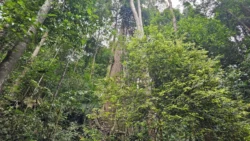 Bukit Timah Nature Reserve 118235822
