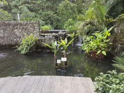 Singapore Botanic Gardens 3636001724