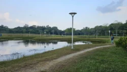 Lorong Halus Wetland 3820320422