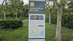 Lorong Halus Wetland 803714529