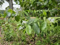Singapore Botanic Gardens 3616271553