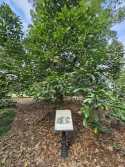 Singapore Botanic Gardens 2065462672