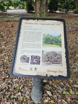 Singapore Botanic Gardens 2210128051