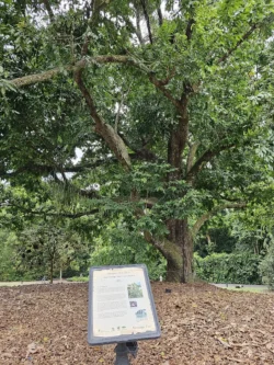 Singapore Botanic Gardens 1849061012
