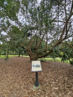 Singapore Botanic Gardens 1807641087
