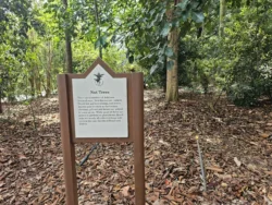 Singapore Botanic Gardens 337715171