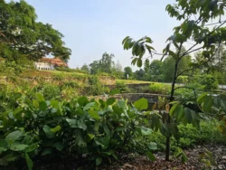 Singapore Botanic Gardens 1208059059