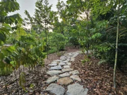 Singapore Botanic Gardens 1893045219