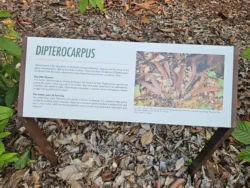 Singapore Botanic Gardens 2963828232