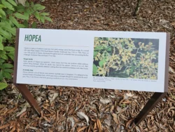 Singapore Botanic Gardens 2884546771