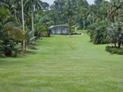 Singapore Botanic Gardens 1051187332