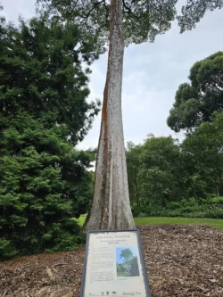 Singapore Botanic Gardens 4118539865