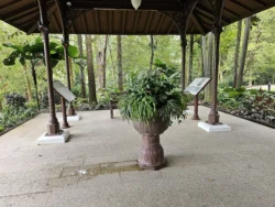 Singapore Botanic Gardens 316859768