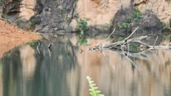 Bukit Batok Nature Park 1572263002