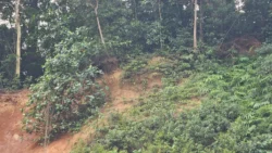 Bukit Batok Nature Park 4224567789