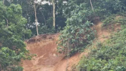 Bukit Batok Nature Park 3934247405