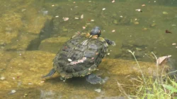 Bukit Batok Nature Park 1275380826