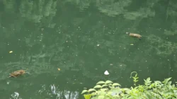 Bukit Batok Nature Park 263370226