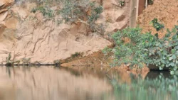Bukit Batok Nature Park 2015806153