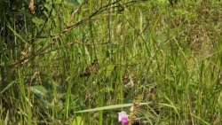 Rifle Range Nature Park 1992029485