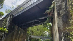 Bukit Timah Nature Reserve 1732355147