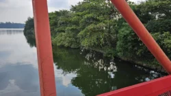 Lorong Halus Wetland 2790807237