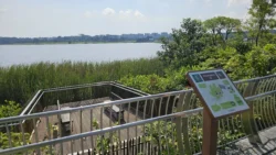 Lower Seletar Reservoir (Rower's Bay) 1766697393