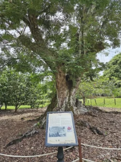 Singapore Botanic Gardens 4129341849
