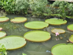 Singapore Botanic Gardens 493974008