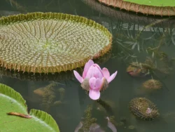 Singapore Botanic Gardens 2580778589