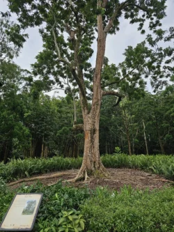 Singapore Botanic Gardens 2369375592