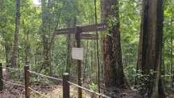 Bukit Timah Nature Reserve 3340814450