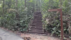 Bukit Timah Nature Reserve 110106780