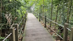 Bukit Timah Nature Reserve 2566573118