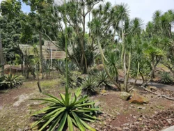 Singapore Botanic Gardens 1775838003