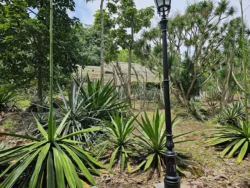 Singapore Botanic Gardens 2536902014