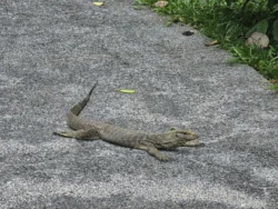 Singapore Botanic Gardens 4251849593