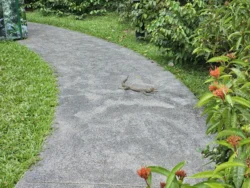 Singapore Botanic Gardens 815115839