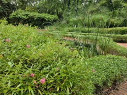 Singapore Botanic Gardens 3297165553