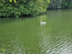 Singapore Botanic Gardens 2948645510